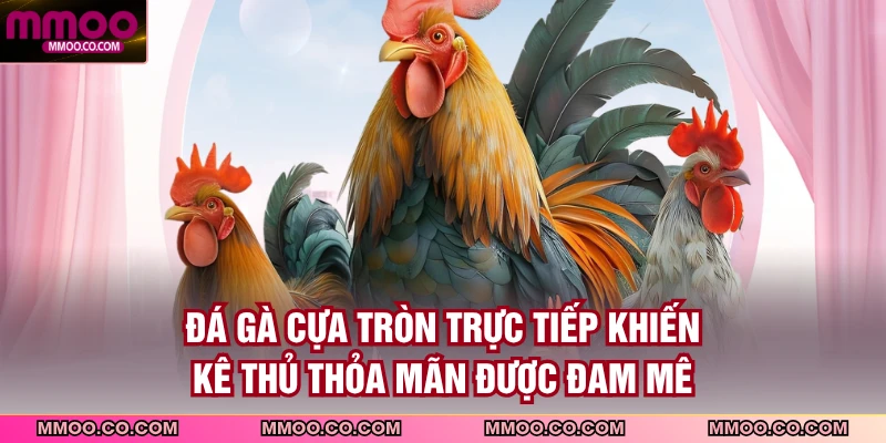 Đá gà cựa tròn trực tiếp khiến kê thủ thỏa mãn được đam mê